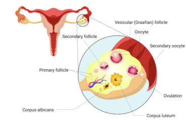 Ovarian-follicle